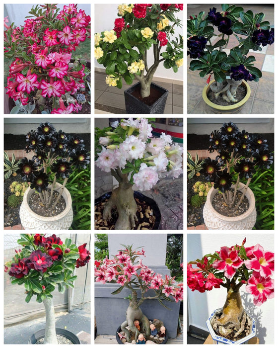 Combo Set of 9 Adenium Plant | Double Petal Adenium | Grafted Adenium