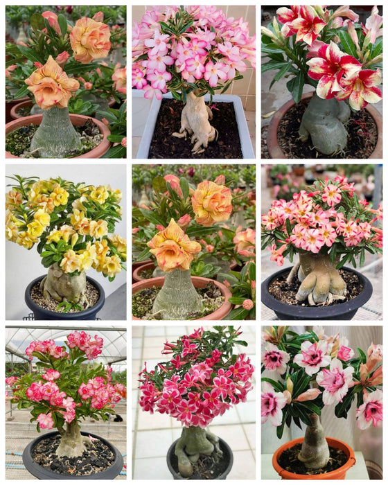 Combo Set of 9 Adenium Plant | Double Petal Adenium | Grafted Adenium