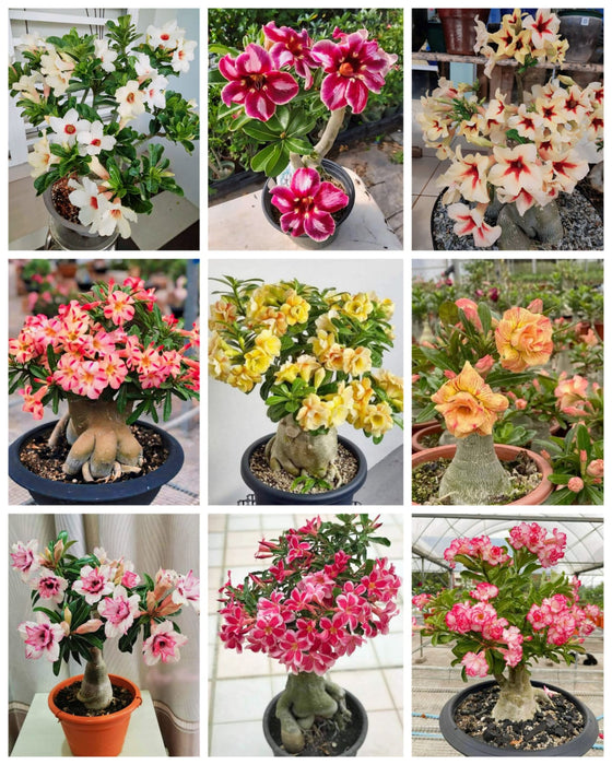 Combo Set of 9 Adenium Plant | Double Petal Adenium | Grafted Adenium