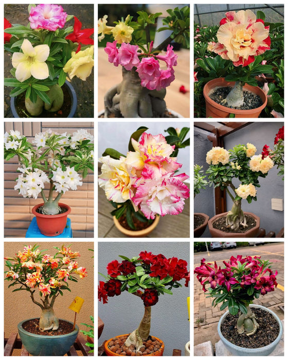 Combo Set of 9 Adenium Plant | Double Petal Adenium | Grafted Adenium