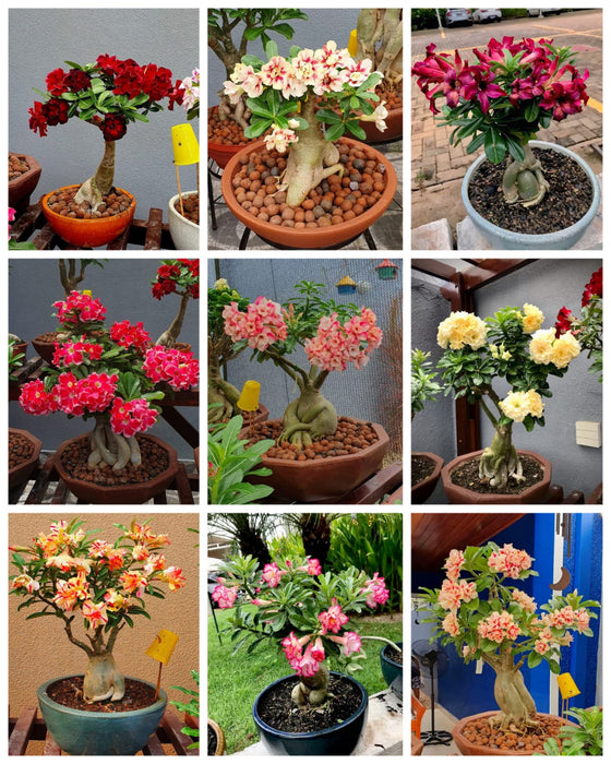 Combo Set of 9 Adenium Plant | Double Petal Adenium | Grafted Adenium