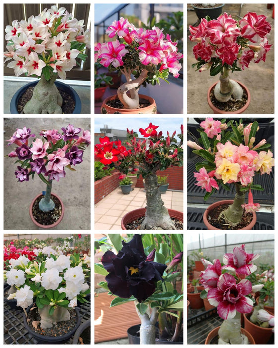 Combo Set of 9 Adenium Plant | Double Petal Adenium | Grafted Adenium