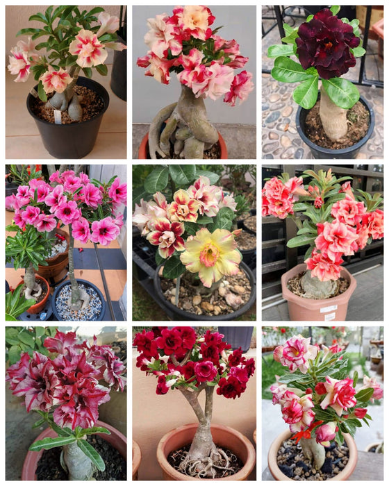 Combo Set of 9 Adenium Plant | Double Petal Adenium | Grafted Adenium