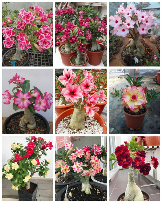 Combo Set of 9 Adenium Plant | Double Petal Adenium | Grafted Adenium