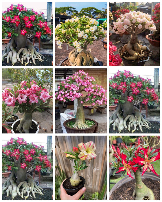 Combo Set of 9 Adenium Plant | Double Petal Adenium | Grafted Adenium