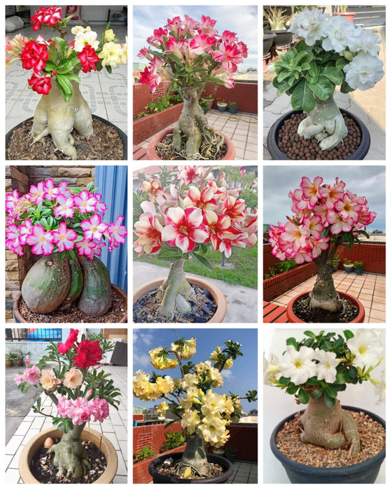 Combo Set of 9 Adenium Plant | Double Petal Adenium | Grafted Adenium