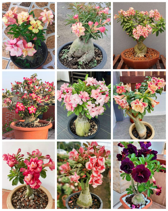 Combo Set of 9 Adenium Plant | Double Petal Adenium | Grafted Adenium