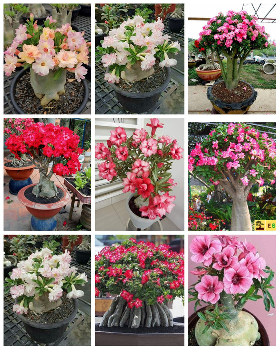 Combo Set of 9 Adenium Plant | Double Petal Adenium | Grafted Adenium