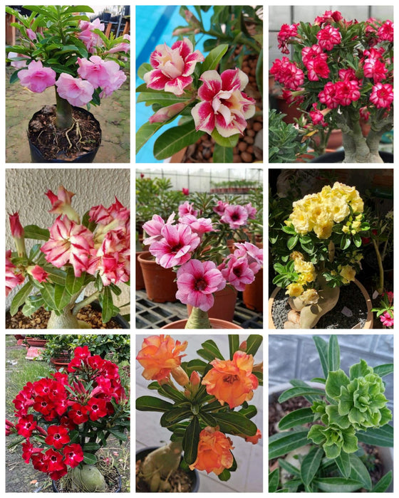 Combo Set of 9 Adenium Plant | Double Petal Adenium | Grafted Adenium