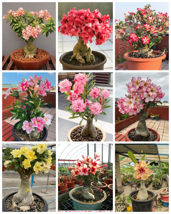 Combo Set of 9 Adenium Plant | Double Petal Adenium | Grafted Adenium