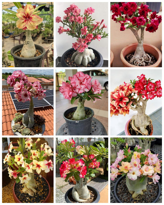 Combo Set of 9 Adenium Plant | Double Petal Adenium | Grafted Adenium