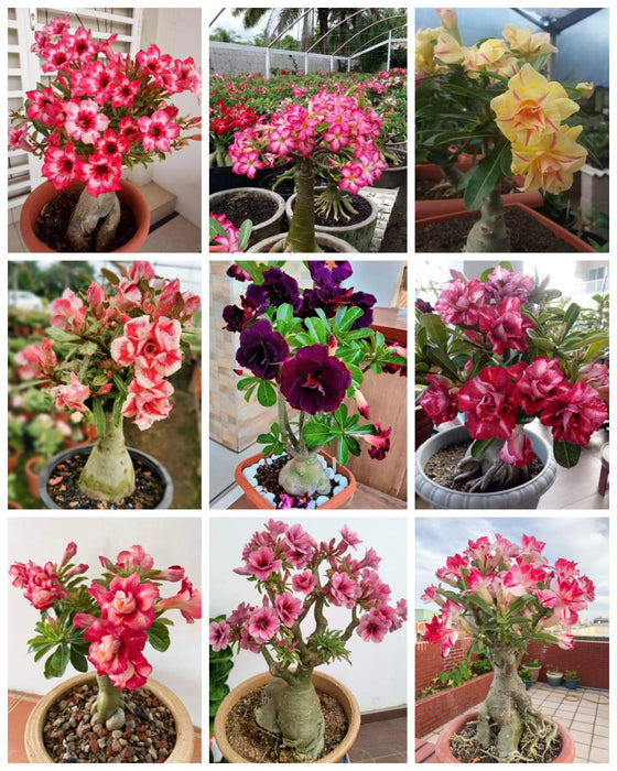 Combo Set of 9 Adenium Plant | Double Petal Adenium | Grafted Adenium