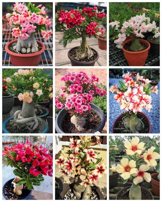 Combo Set of 9 Adenium Plant | Double Petal Adenium | Grafted Adenium