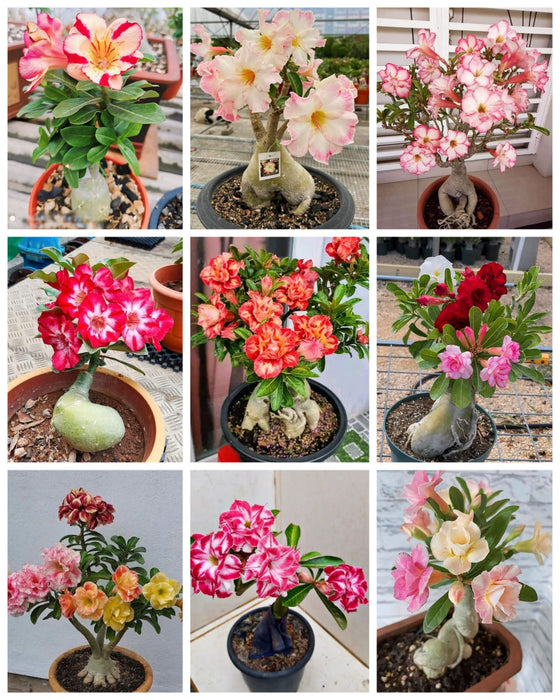 Combo Set of 9 Adenium Plant | Double Petal Adenium | Grafted Adenium