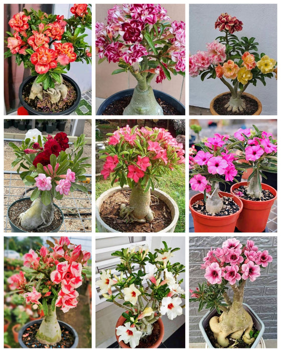 Combo Set of 9 Adenium Plant | Double Petal Adenium | Grafted Adenium