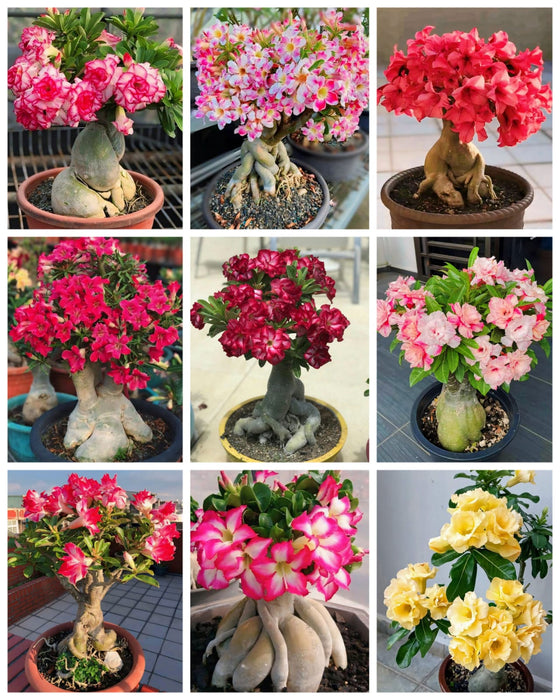 Combo Set of 9 Adenium Plant | Double Petal Adenium | Grafted Adenium