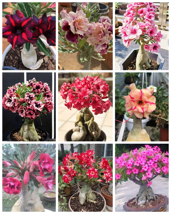 Combo Set of 9 Adenium Plant | Double Petal Adenium | Grafted Adenium