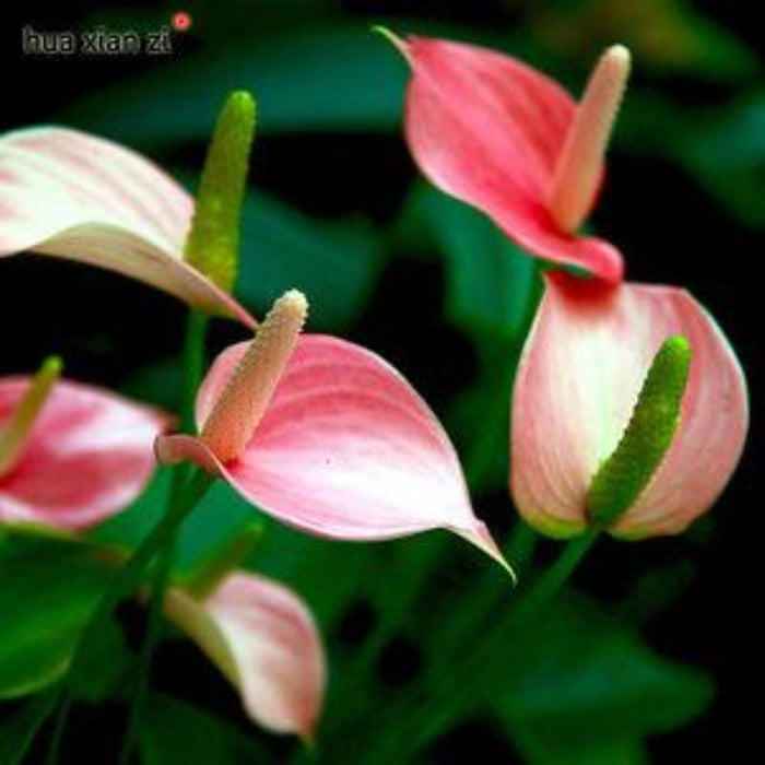 Anthurium andreanum Baby Pink - Gift Plants