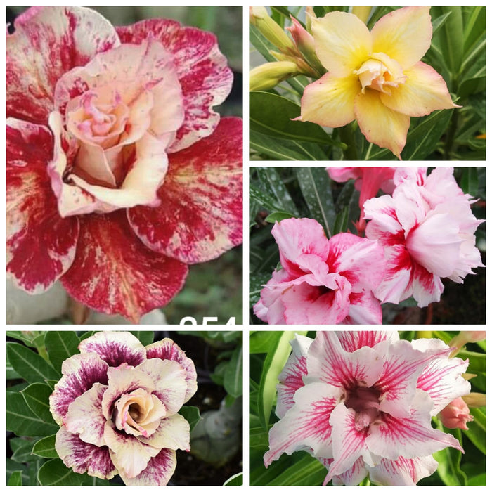 Combo Set of 5 Adenium Plant | Double Petal Adenium | Grafted Adenium