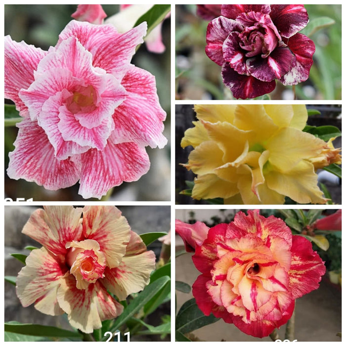 Combo Set of 5 Adenium Plant | Double Petal Adenium | Grafted Adenium