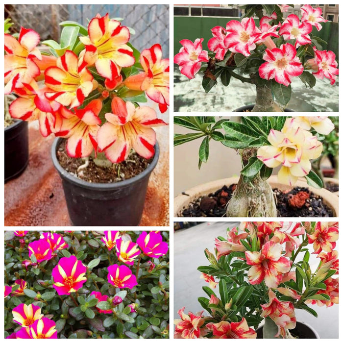 Combo Set of 5 Adenium Plant | Double Petal Adenium | Grafted Adenium