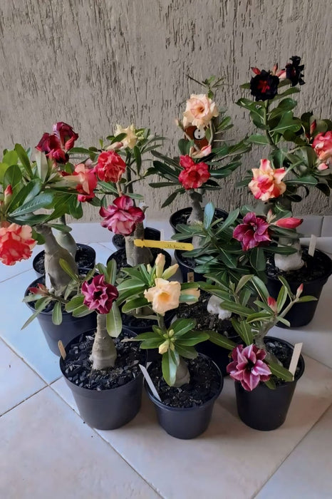 Combo Set of 5 Adenium Plant | Double Petal Adenium | Grafted Adenium