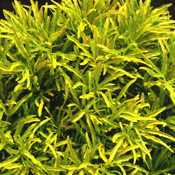 Aralia Gold - Indoor Plants