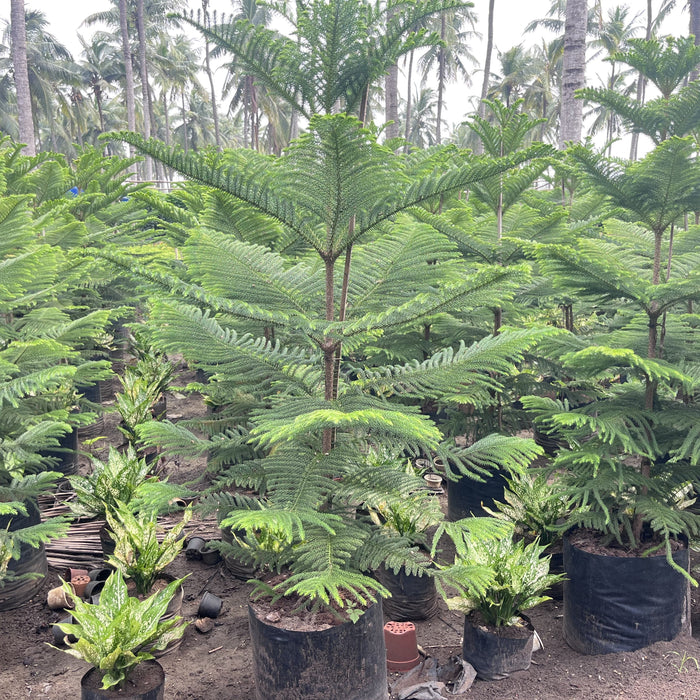 Bring the Holiday Cheer to Your Home with Our Fresh Christmas Tree (Araucaria Columnaris) Plant!