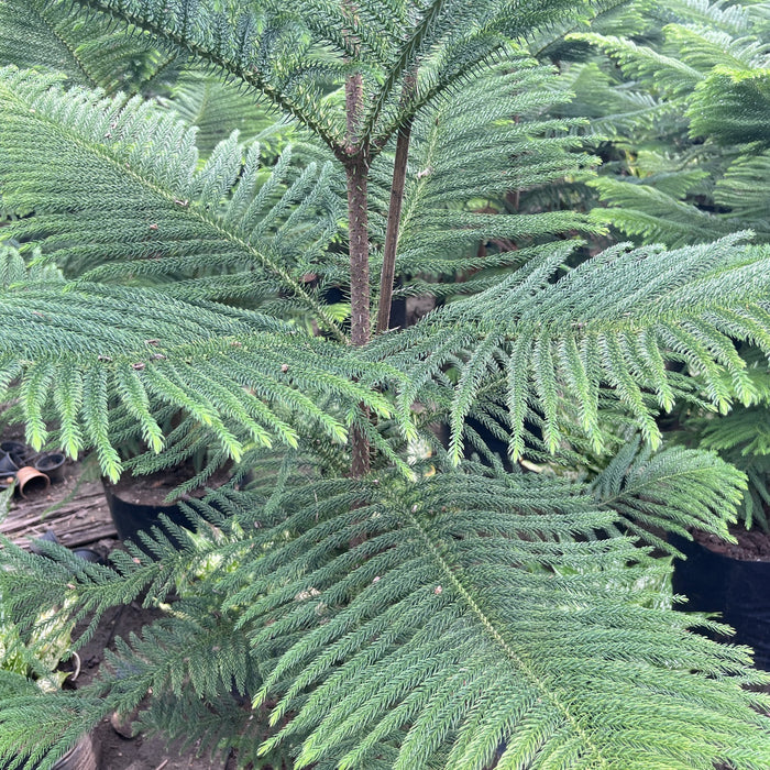 Bring the Holiday Cheer to Your Home with Our Fresh Christmas Tree (Araucaria Columnaris) Plant!