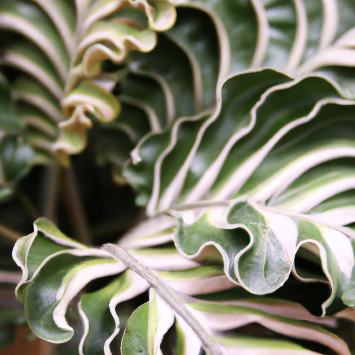 Discover the Beauty of Wavy Leaf Arenga | A Majestic and Versatile Plant