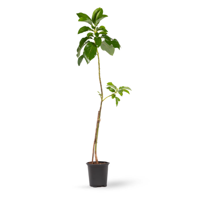 Avocado Hass (Grafted)  - Fruit Plants & Tree