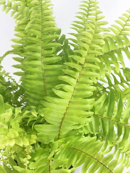 Golden Boston Fern - Indoor Plants