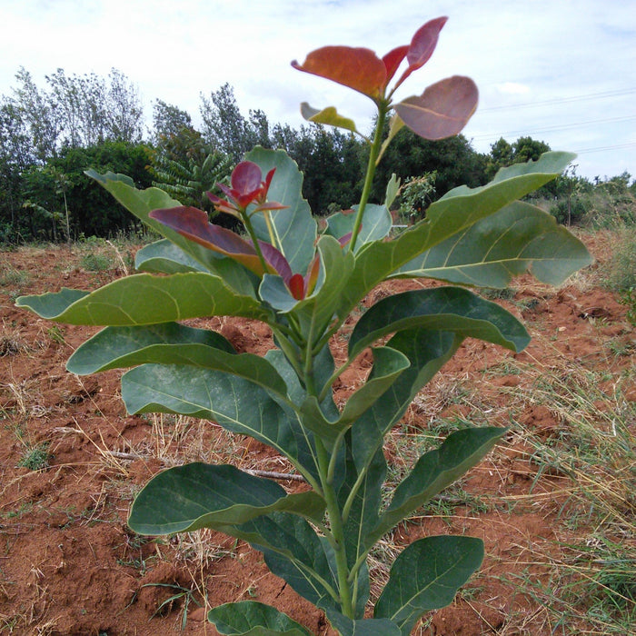 Terminalia bellirica (Baheda) - Premium Medicinal Plant for Sale