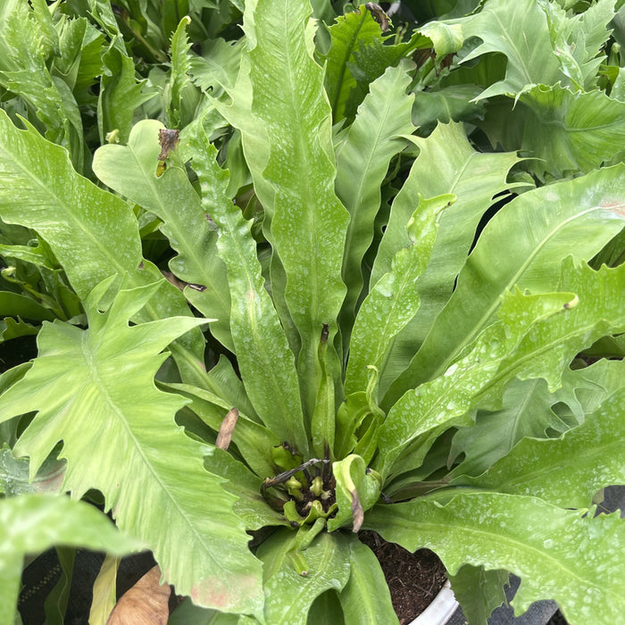 Bring the Beauty of Nature to Your Home with the Asplenium Nidus Fern Birds Nest Plant