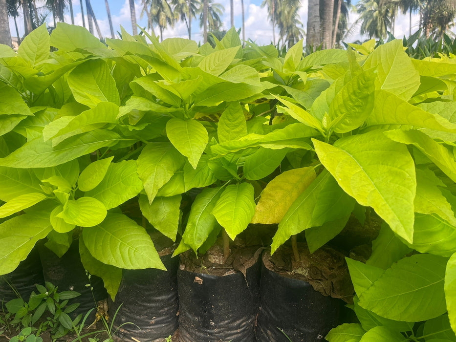 Buy Pisonia Alba (Koles-Maluko) Plant - Exotic and Rare Tropical Plant for Sale