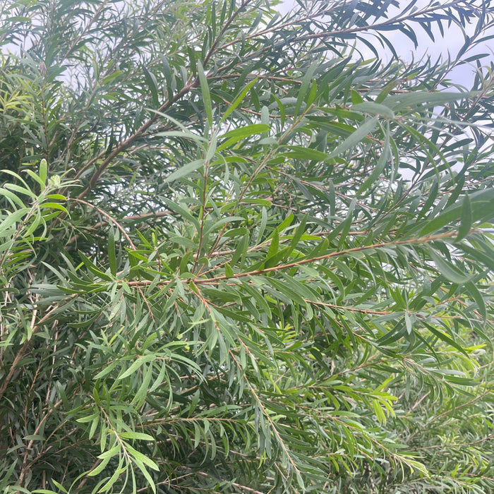 Buy Red Bottle Brush (Callistemon lanceolatus) - Add Vibrant Color to Your Garden Today!