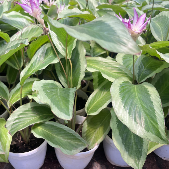 Purchase Your Calathea Bicajoux Pink Plant Today!