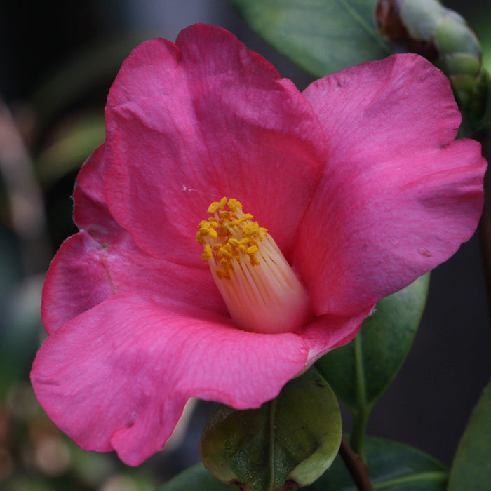 Beautiful Camellia Species Single Plant - Perfect for Your Garden!