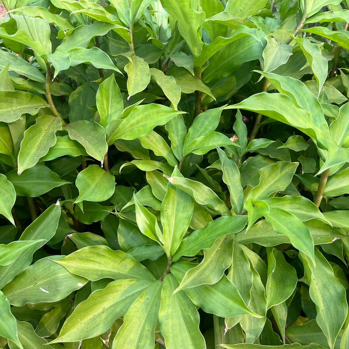 Stunning Scarlet Spiral Flag Ginger (Costus Spiralis) for Sale