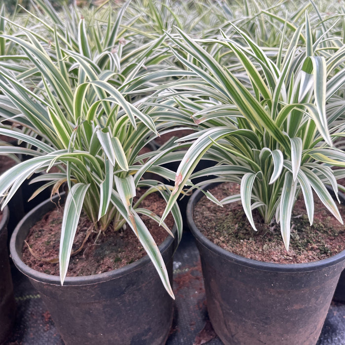 Variegated Spider Plant (Chlorophytum comosum) - Add a Pop of Color to Your Space!