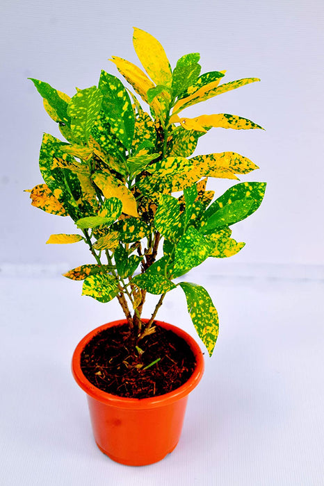 Gold Dust Croton - Ornamental Plants