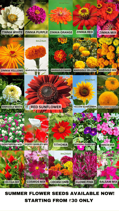 25 Variety of Flowers Seeds kit With High Germination Rate