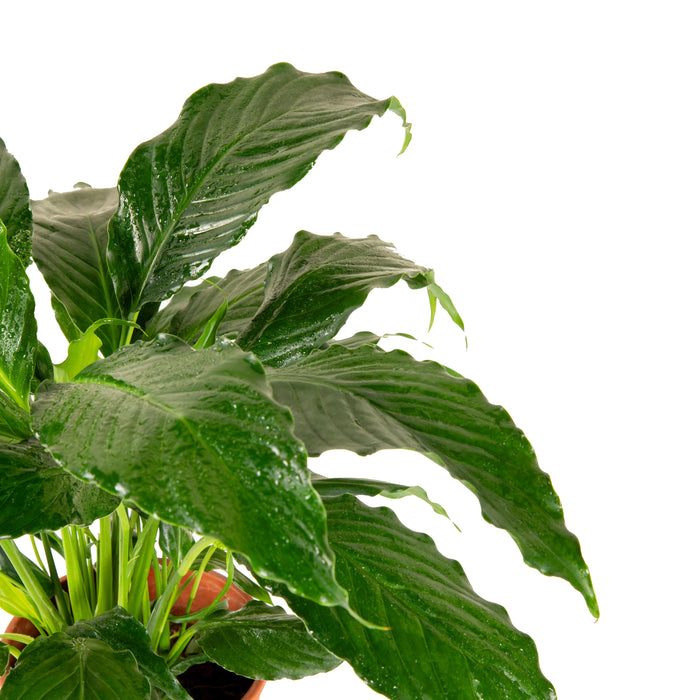 Peace Lily/Spathiphyllum Macrophyllum - Indoor Air-Purifying