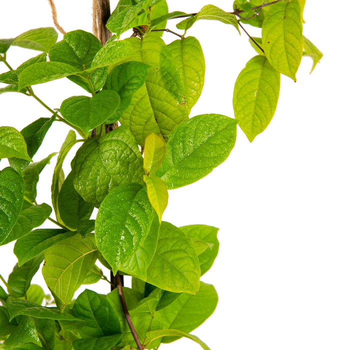 Rangoon Creeper - Creepers & Climbers