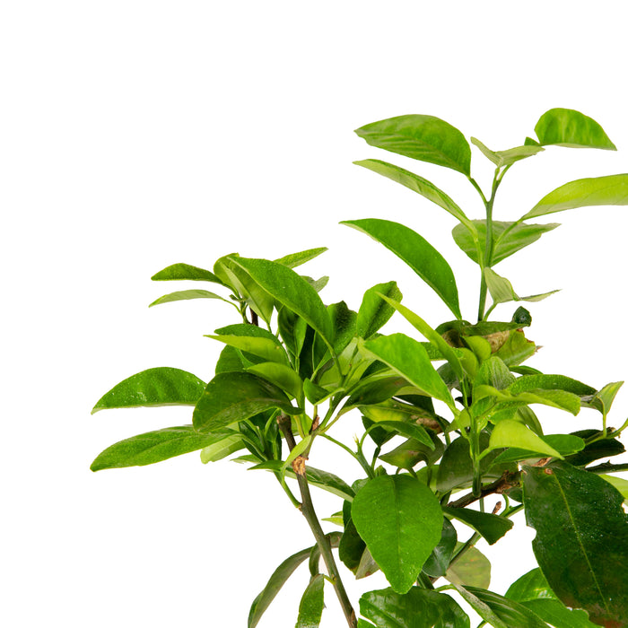 Vietnam Malta Mosambi- Fruits Plant & Tree