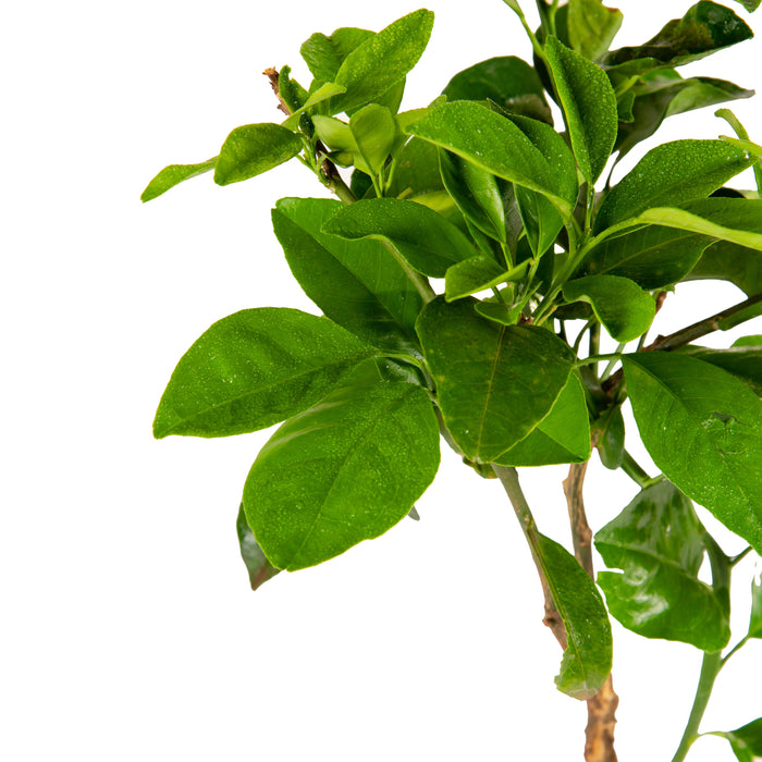 Vietnam Malta Mosambi- Fruits Plant & Tree
