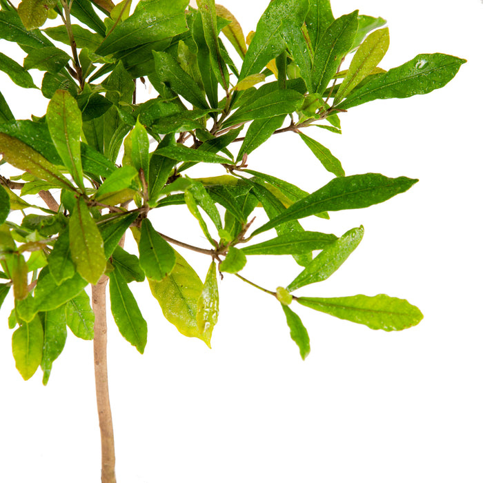 Miracle Fruit - Fruit Plants & Tree