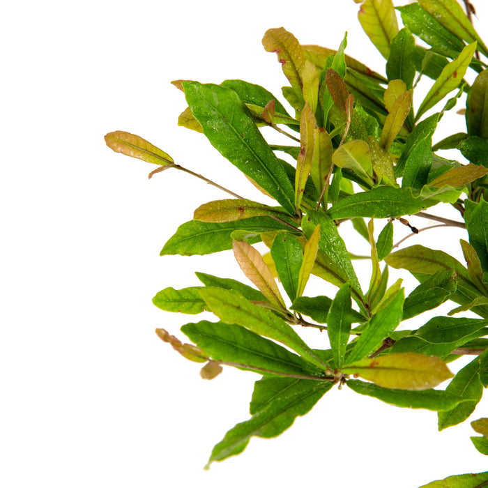 Miracle Fruit - Fruit Plants & Tree