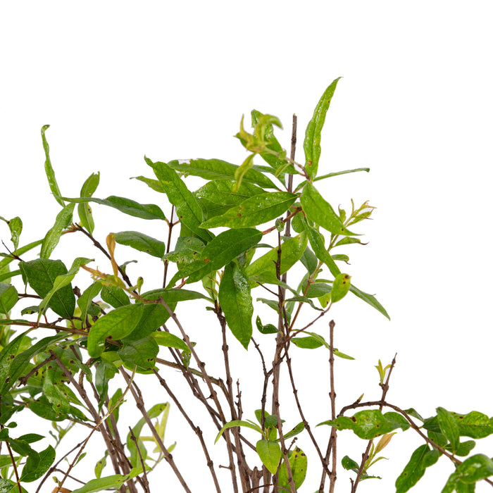 Pomegranate Bhagwa - Fruit Plants & Tree