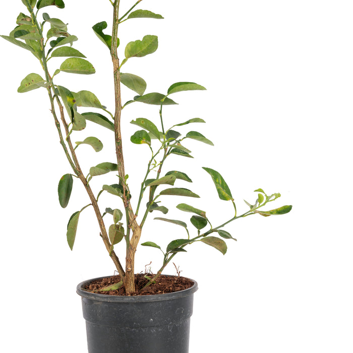 Lemon Balaji - Fruit Plants & Tree